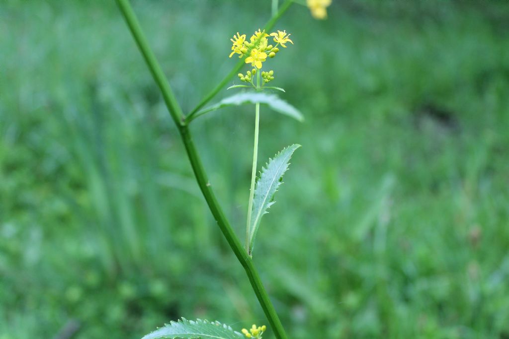 Rorippa amphibia / Crescione anfibio